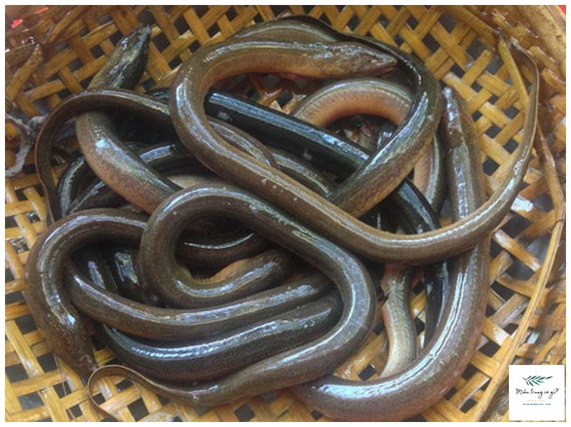 Cách nấu cháo lươn